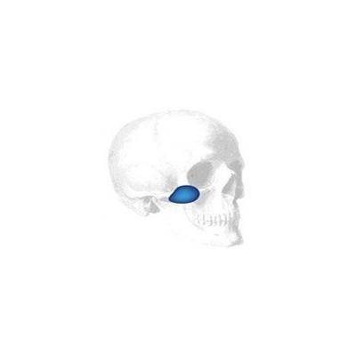 Sizer zu Conform Terino Malar Shell Implantate