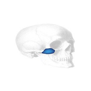 Sizer zu Conform Midfacial Implantate